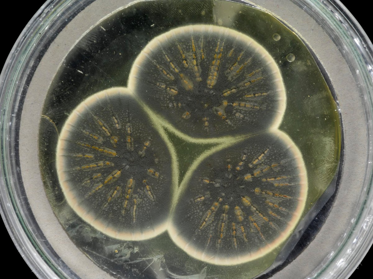 We can’t get over our excitement about this recent research… The genome of Alexander Fleming’s original penicillin-producing mould has been sequenced for the first time! The research opens up potential new routes for industrial production of the antibiotic. 8/