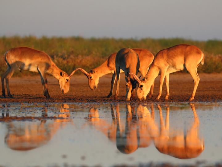 In some  #ConservationOptimism news, research led by  @HunterLDoughty found an advertising campaign run across Singapore highlighting Critically Endangered saiga antelopes resulted in a 63% desirable response rate. This shows online advertising can be used for conservation good! 9/
