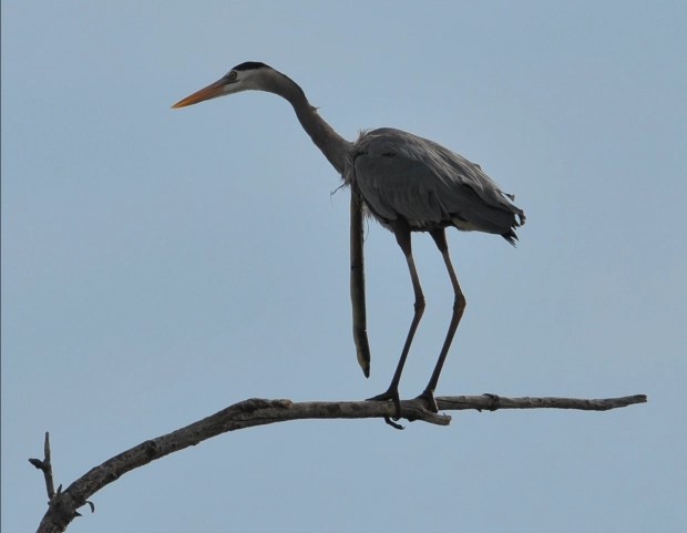 Amatör vahşi yaşam fotoğrafçısı akıllara durgunluk veren bir an yakaladı. Balıkçıl kuşu bir yılan balığını yuttuktan sonra, yılan balığı balıkçıl kuşunun boğazını delerek dışarı çıktı ve kuş uçmaya devam etti

haber365.com.tr/kultur-sanat-h…