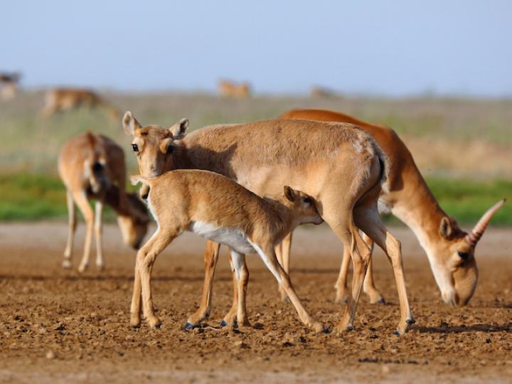 In some  #ConservationOptimism news, research led by  @HunterLDoughty found an advertising campaign run across Singapore highlighting Critically Endangered saiga antelopes resulted in a 63% desirable response rate. This shows online advertising can be used for conservation good! 9/