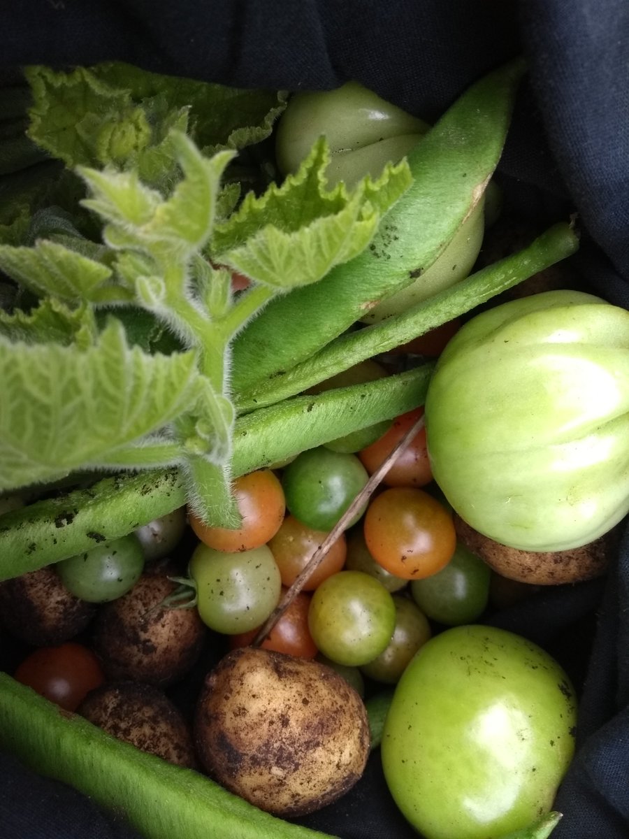 ClareQualmann's tweet photo. The last tomato harvest of the year. Also some potatoes, green beans and squash shoots. We've managed five months of continuous home grown tomato eating this season thanks to a plot @WETRAE8 also several batches of green tomato chutney. #EastEndJam #EdibleCity #GreenHackney https://t.co/7ws3ctw8FK