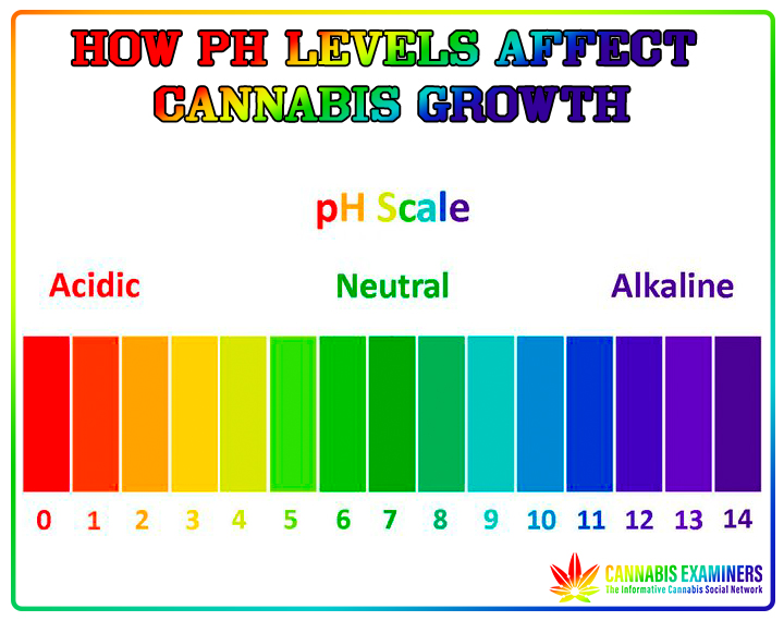 How pH Levels Affect Cannabis Growth 😲

#Cannabis #Marijuana #MMJ #CannabisCommunity #Terapeutica #Medicine #Investing #Tutorials #Products #Business #Health #News #Politics #Recipe #Stocks #MarijuanaIndustry #BenefitsOfMarijuana #PhLevels

cannabisexaminers.com/how-ph-levels-…