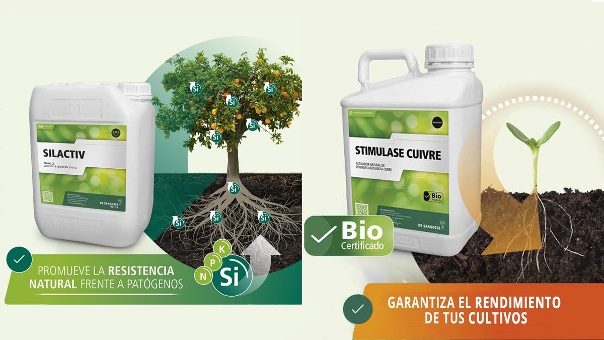 DeSangosseIB's tweet photo. ✔️Estrés radicular
✔️Humedad
✔️Rajado
⛈️🌧️
Esto es lo que han provocado las fuertes lluvias de estos días.Aplicar el #PlanNutricion del #EquipoDSI es primordial para proteger los cultivos.Consiste en una nutrición equilibrada combinando los productos #Silactiv ➕ #StimulaseCuivre https://t.co/h0BnhlZEGx