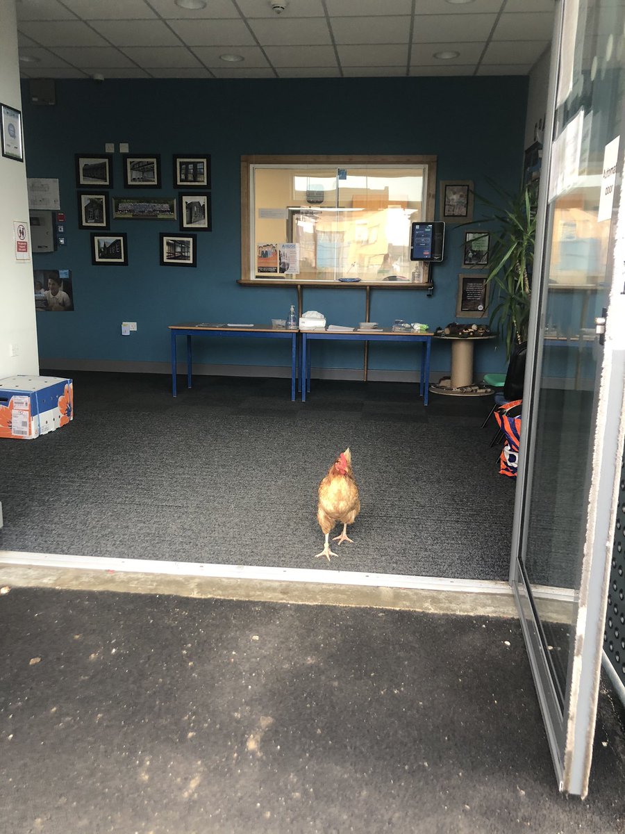 RavensworthTer's tweet image. Look who I spotted coming out of the school office this lunchtime! She was looking for Mrs Scott! Think she wanted to order a school lunch! 😂🐓 @ChickensofR