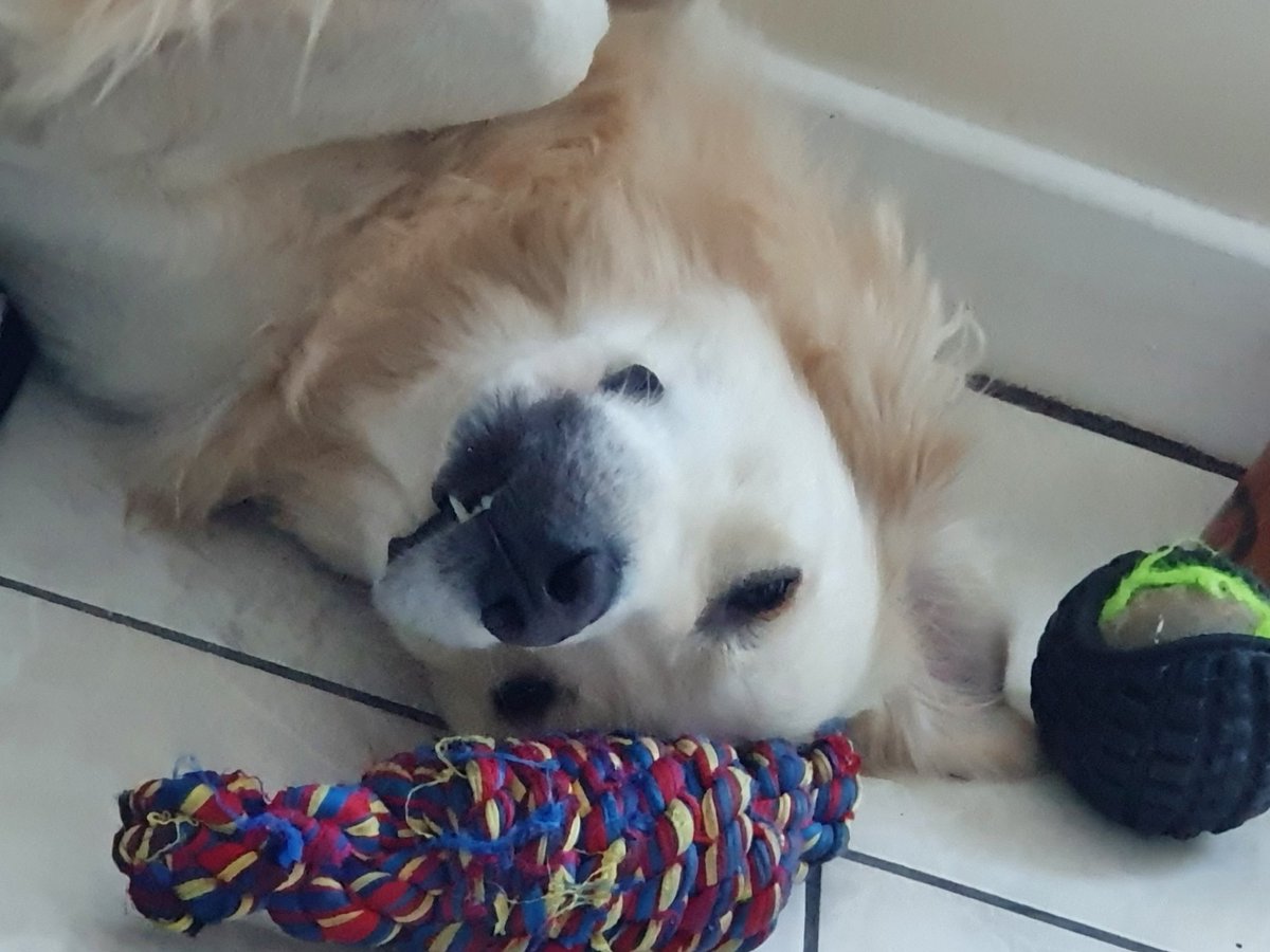 GoldenBoyZeus_'s tweet photo. Hello Hoomans! Long time no talk hoomans been very busy, back in lockdown again. Hope everyone's been okay! 🐶🐶🙏🏻 https://t.co/7UCwXclylP