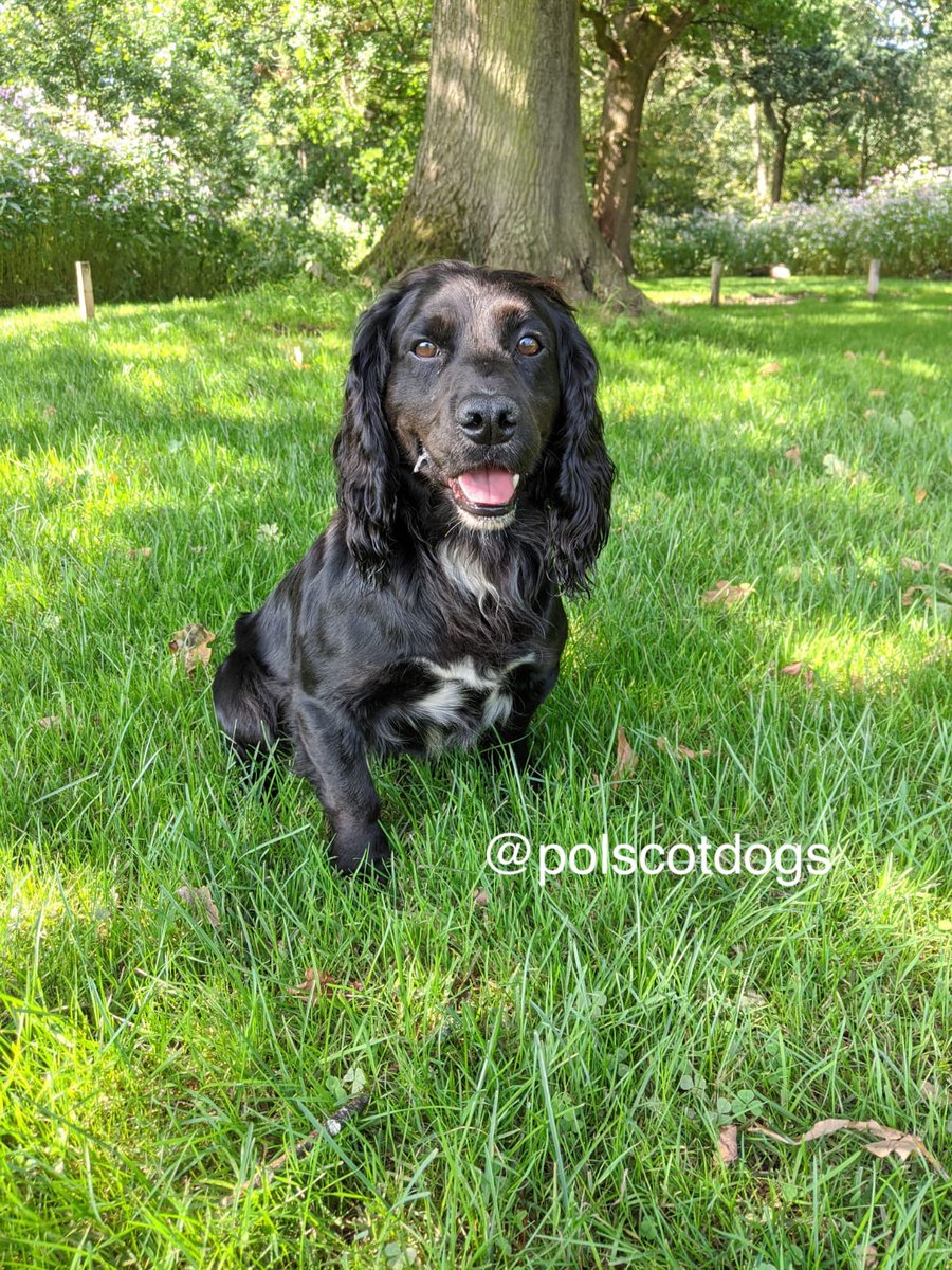 PSOSDogs's tweet image. Great teamwork last night between @polscotcontrol @polscotrpu and @polscotair capturing a male who was wanted for dangerous driving. #PDBilly then helped out with a search of the vehicle and recovered a quantity of drugs.
#TeamWorkMakesTheDreamWork
#DrugsAreForMugs
🚁👮‍♀️👮‍♂️🚓🐶