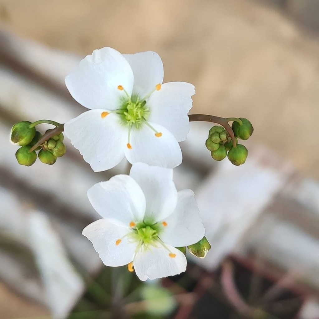 exoticfloraru's tweet photo. Очень изящные цветы росянки.
💃
@vivaplantaviva
Flores da D. Binata
-
-
-
#Flores #Primavera #PlantaCarnivora #Droseras #Droseraceae #Binata #CarnivorousPlants #vivaplantaviva
.
.
.
#sundew #carnivorousplants #carnivorousplant #drosera
#exoticflora #u… https://t.co/Ul77uM8VGN https://t.co/bgbkBPEFk7