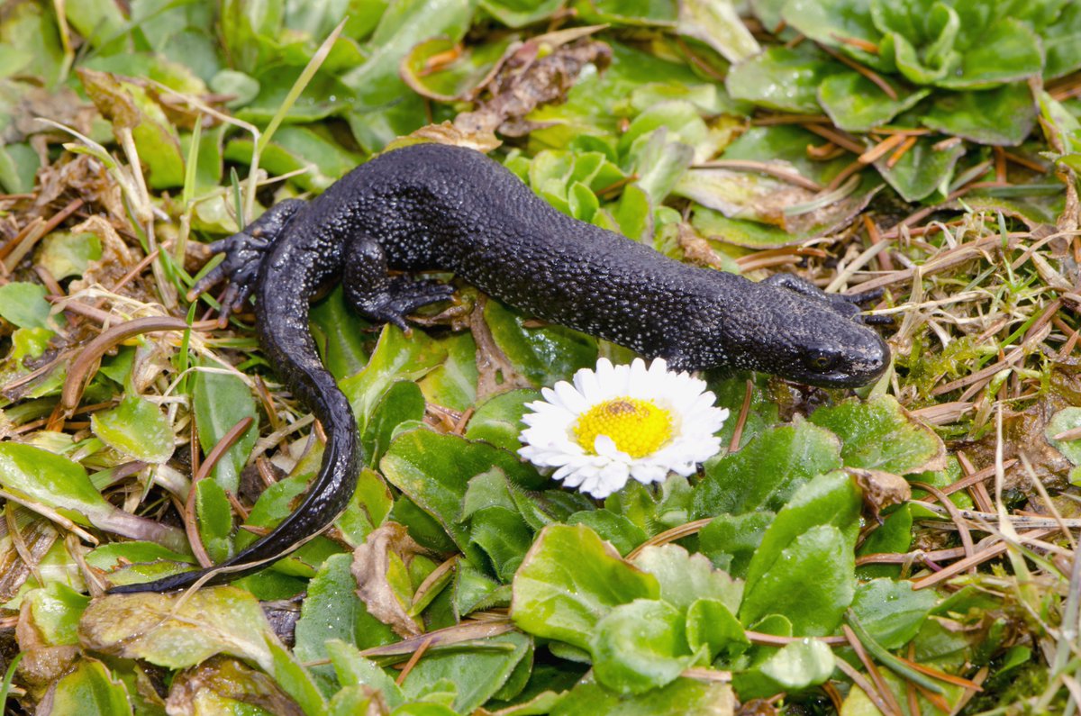 sworders_uk's tweet photo. Read our latest News Article:
https://t.co/z638pqf1wI
#greatcrestednewts #environmentalchange #newhabitat https://t.co/cYxuEX9w5w
