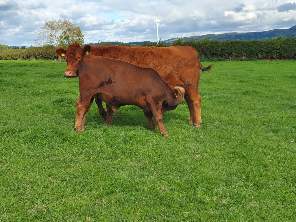 StabiliserBeef's tweet photo. Young bulls catching their mums up in Montgomery, these calves have only received grass and milk since birth.
#sustainablebeef #profitablebeef #grasstobeef #sucklerbeef #stabilisercattle #agriculture #livestock #farming https://t.co/c9GofQLOdE