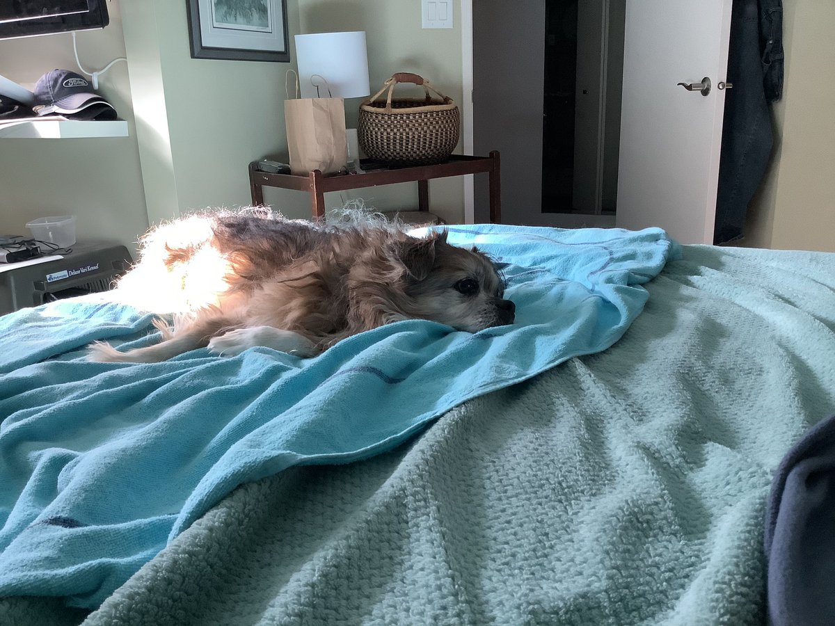 MomofOdieDexter's tweet photo. I found da one and only sunbeam! Yes! Dis proves anyting is pawsible 💕#sunsoaker #dogs #seniordogs #dogsoftwitter #FridayMotivation https://t.co/N73AGvnCIf