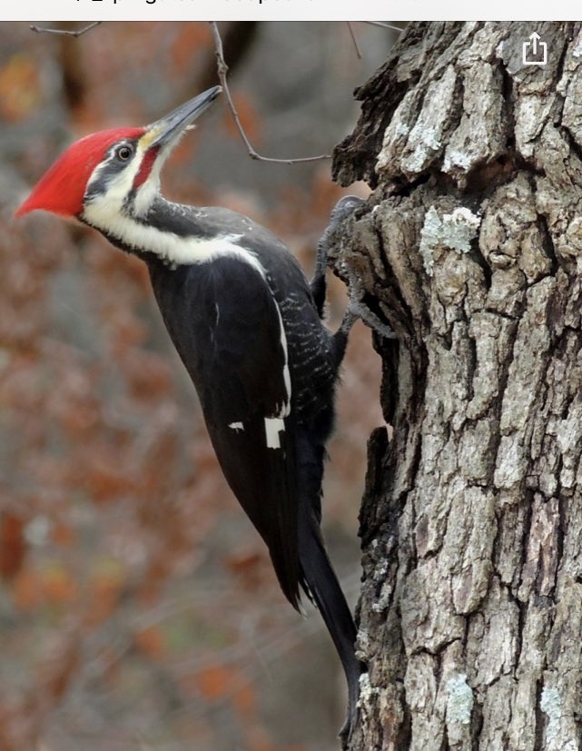 Florenceville Middle (@falconsfms) on Twitter photo Learning about woodpeckers - particularly the Pileated Woodpecker <a href="/ASDWLimelight/">ASD-W Limelight</a> <a href="/ASD_West/">Anglophone School District West ASD-W</a> <a href="/Meduxnekeag/">Meduxnekeag River</a> Learning about woodpeckers - particularly the Pileated Woodpecker <a href="/ASDWLimelight/">ASD-W Limelight</a> <a href="/ASD_West/">Anglophone School District West ASD-W</a> <a href="/Meduxnekeag/">Meduxnekeag River</a>