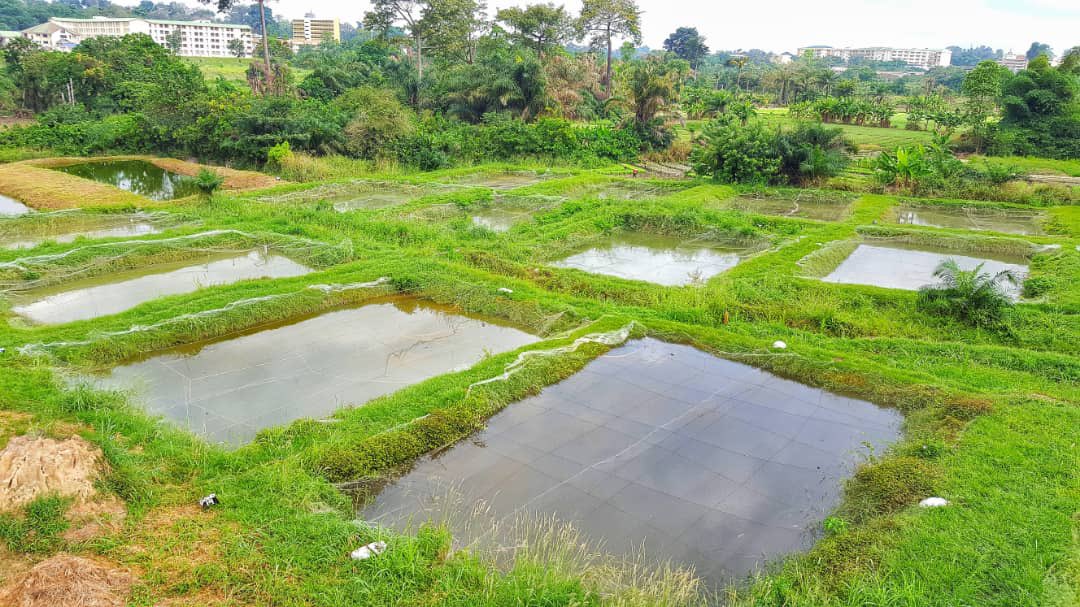 Dept of Fisheries & Watershed Mgt, KNUST tweet media
