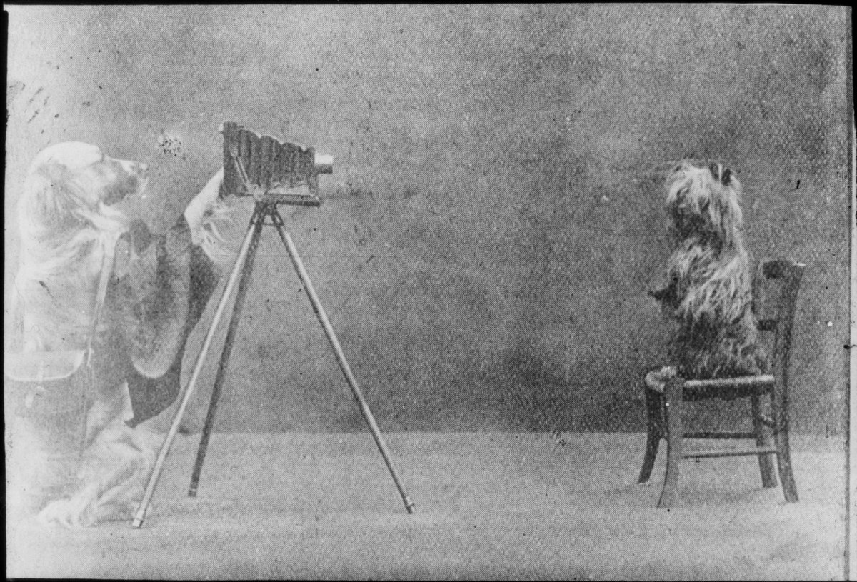 Hello world,
We thought you might appreciate an unambiguously good thing today, so here is a photograph from our archives of a dog doing a photo shoot for another dog c.1880-1900.
That's all, have a nice day 
(thinking of you, Pongo!)