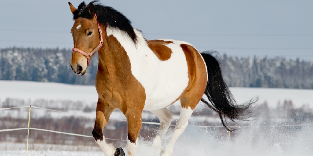 MastersonMethod's tweet photo. Our newest blog post is out today called, 
What your horse might have to say about lead change issues.

Read the entire blog post here, https://t.co/7qc6xHtwXO

#MastersonMethod #MastersonBlogPost #HorseBodywork #BodyworkForYourHorse #EquineBodywork #BlogPost #HorseCare https://t.co/q9Fg9TJDT0
