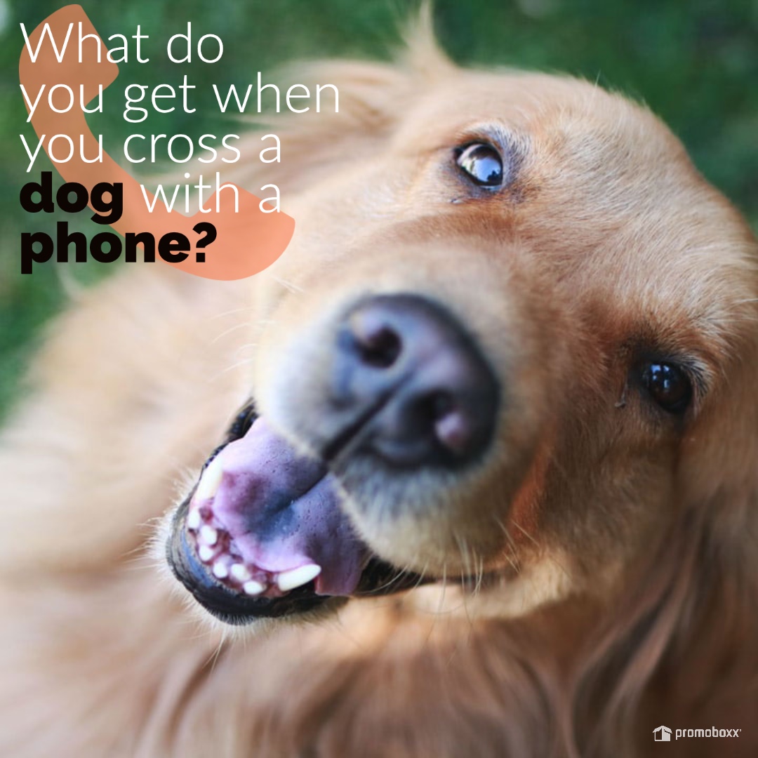 RuffinsPet's tweet photo. Happy Friday!! We have a joke for you today. What do you get when you cross a dog with a phone?! Let us know what you think the answer is down in the comments! 🐶🐶🐶 https://t.co/3jUzGaD7bu