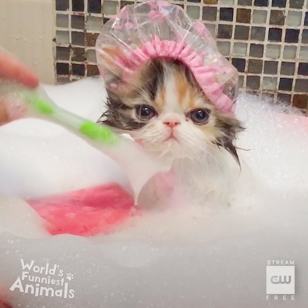 Self-care Friday. A new #WorldsFunniestAnimals airs tonight at 9/8c! Stream tomorrow free only on The CW.