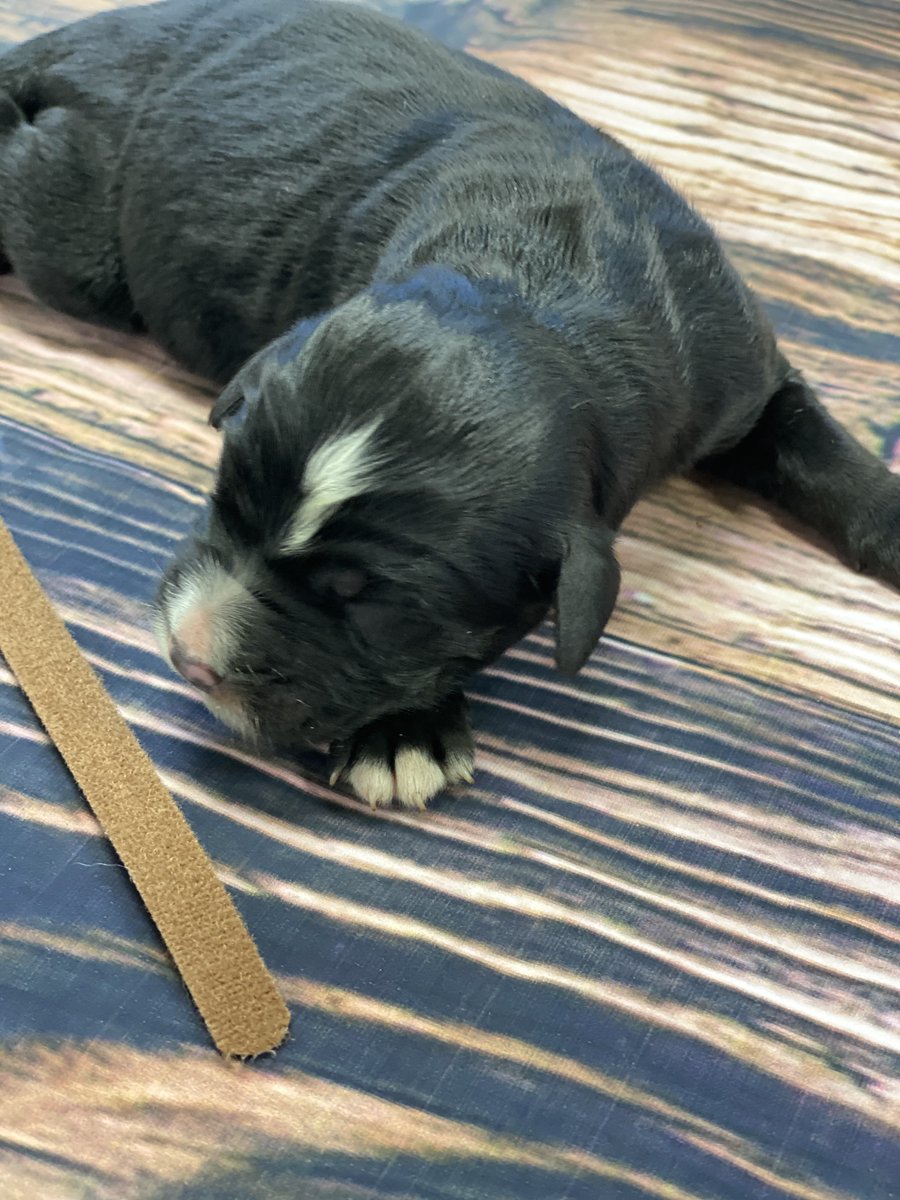 Some of my new beauties .F1 standard bernedoodles. 
bernedoodlemins.com indianaminibernedoodles.com #bernedoodleminis #indianabernedoodle  #indianabernedoodles  #doodlesofintagram bernedoodleminis #bernedoodlepuppies