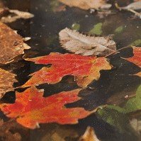ThePTrust's tweet photo. 💫 Our online CPD events this November 💫 - https://t.co/uFxfgsGcfp https://t.co/m3TaOsCNl5