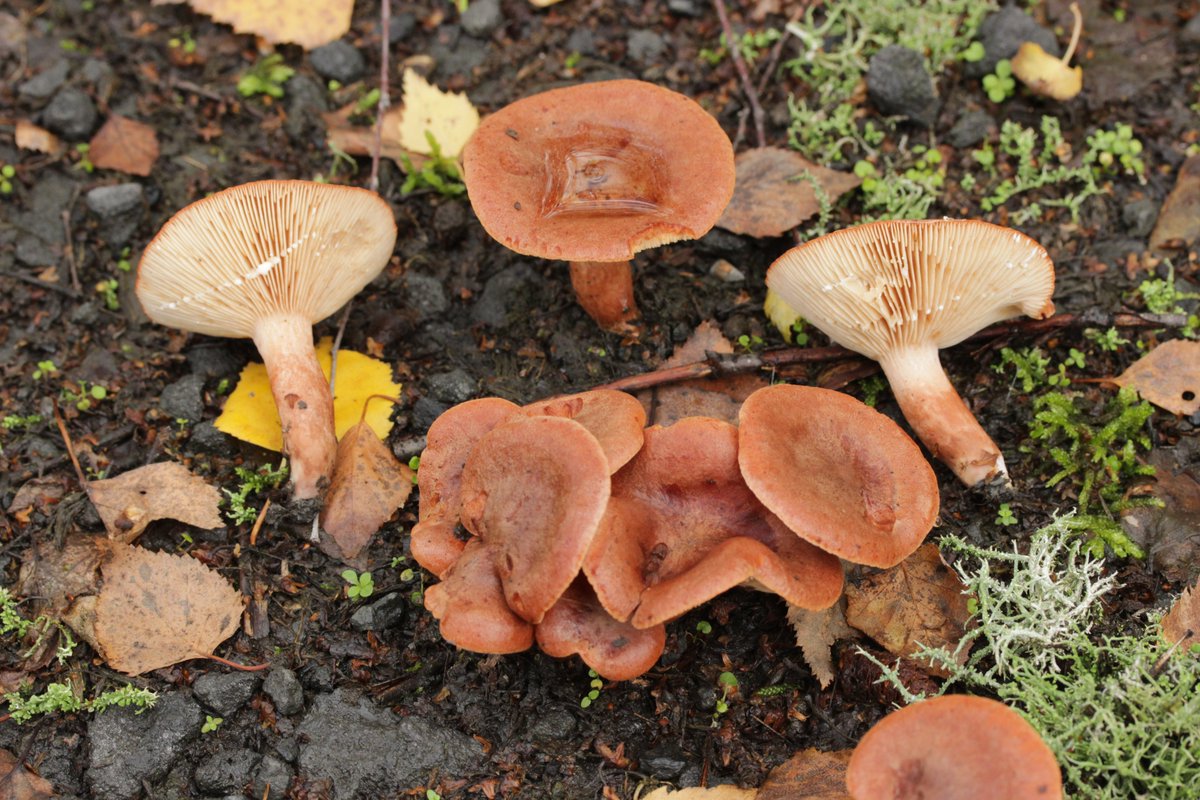 RPilze's tweet photo. Lactarius rufus
#Lactariusrufus #Lactarius #RotbraunerMilchling #Milchling #rufousmilkcap #redhotmilkcap #milkcap #lactariorojizo #mushroom #mushrooms #fungus #fungi #pilz #pilze #champignons #champignon #nature #natur https://t.co/jZsFlwSPFF
