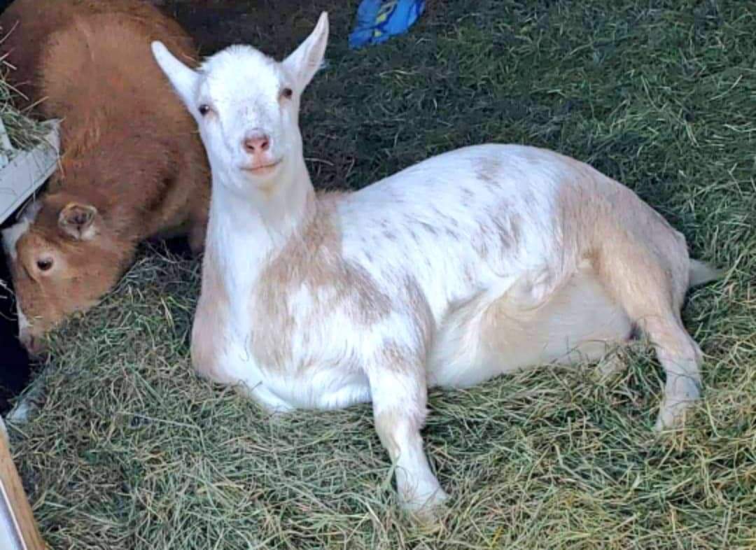 I'm feeling like a big handsome beast this morning. Gimme breakfast!😉😘