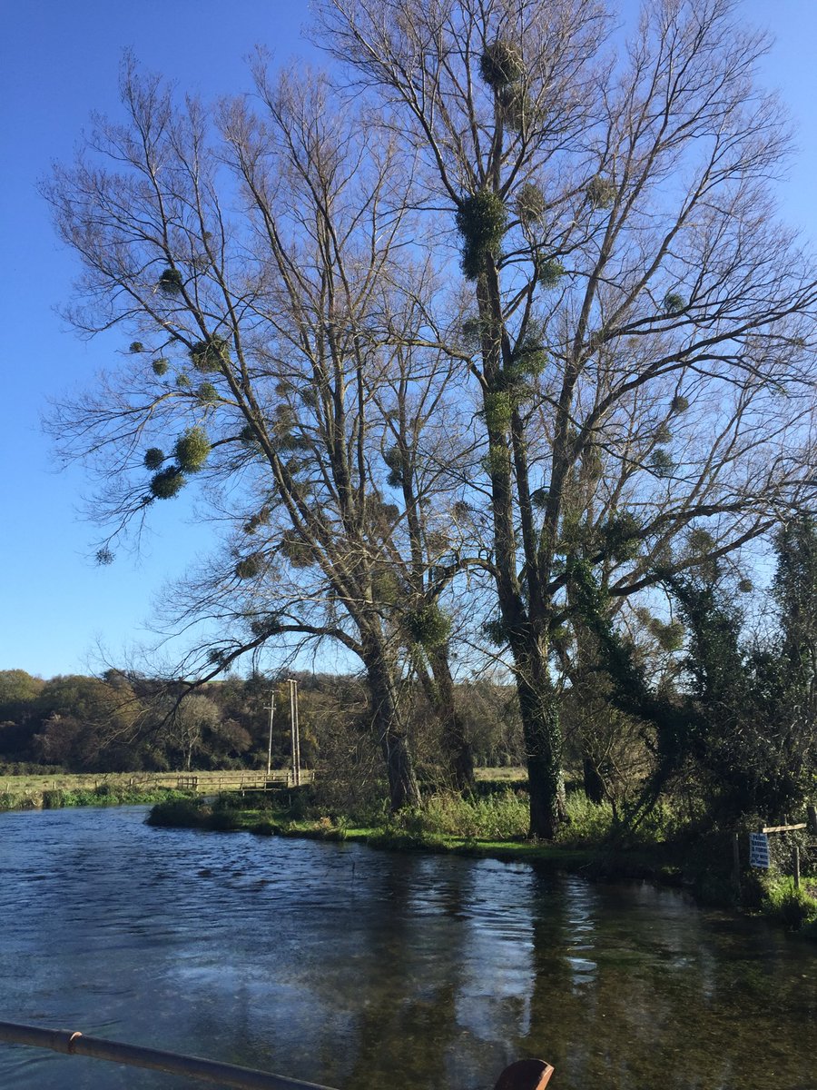 Vicky_liddell's tweet photo. Pom poms of mistletoe by the River Test. #rivertest #mistletoe #viscumalbum #riversofinstagram https://t.co/CzdrNxhjUr