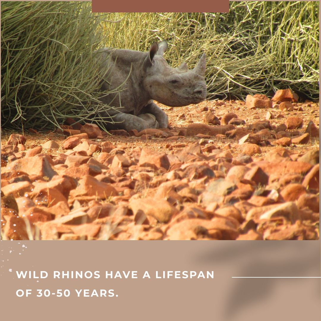 The loss of 1 rhino could wipe out a lifetime of 30+years. Help us protect them for the next generation.

#savetherhinotrust #rhino #blackrhino #conservation