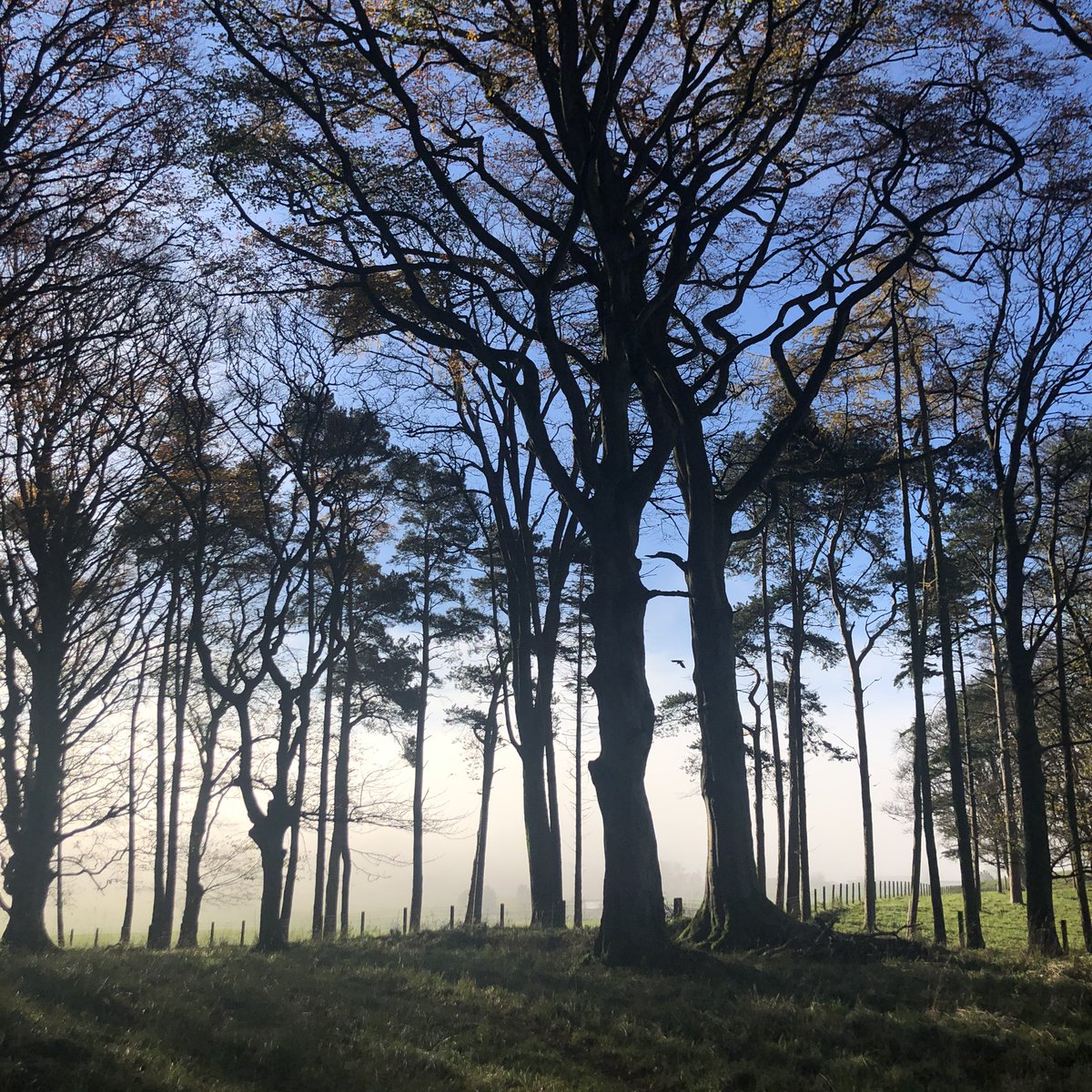 LizMacwhirter's tweet photo. Zoomed out this morning. Grabbed walking boots. Caught the mist. #selfcare #PhDing #reflecting #homepatch #breathe https://t.co/cqbEYqCVeL