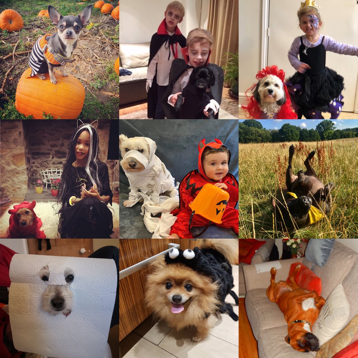AllDogsMatter's tweet photo. THE RESULTS ARE IN!🎃Thanks so much to everyone who entered our #Howlerween Dog Show. Here are the results: https://t.co/NdvBdqZ25G but you are all winners to us! Every penny raised supports our work. Thanks to sponsors @PetsPyjamas @DogsLoveHownd Beautiful Joe's + @wufwufcouk 🙏 https://t.co/Slxs4i1J4F