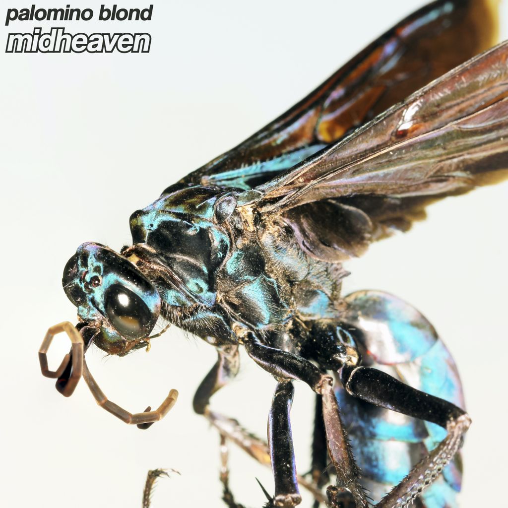 palominoblond's tweet image. MIDHEAVEN 💫 OUT NOW FOR BANDCAMP FRIDAY palominoblond.bandcamp.com⁣
mid·heav·en /ˌmidˈhevən/
𝘯𝘰𝘶𝘯
the cusp of the tenth house of the natal chart, one of the angles of a chart. found at the very top of the chart, it is the most public point in our chart, our "life path."