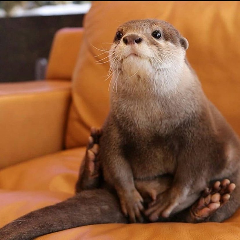 In_Otter_News2's tweet photo. Steve is watching the election results.... https://t.co/FZUzi4XN7d