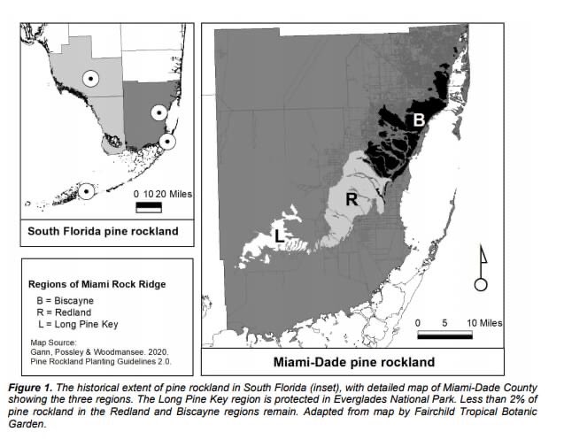 JennPossley's tweet photo. #PINEROCKLAND PLANTING GUIDELINES - 🔥🌲⛏Hot off the press!  Go a step beyond gardening to #restoration Miami! S/o Gann &amp; Woodmansee &amp; IRC. 🔗https://t.co/9C5wIpqmCM  @FairchildGarden @DadeFNPS https://t.co/ksLqGAfNxL