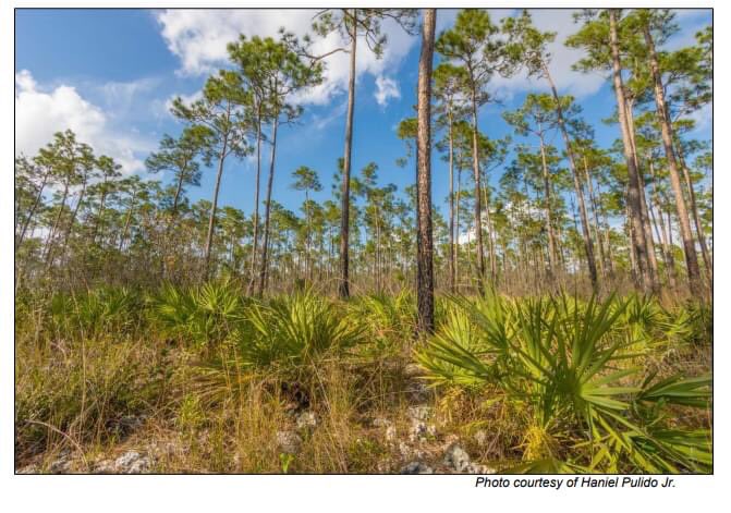 JennPossley's tweet photo. #PINEROCKLAND PLANTING GUIDELINES - 🔥🌲⛏Hot off the press!  Go a step beyond gardening to #restoration Miami! S/o Gann &amp; Woodmansee &amp; IRC. 🔗https://t.co/9C5wIpqmCM  @FairchildGarden @DadeFNPS https://t.co/ksLqGAfNxL
