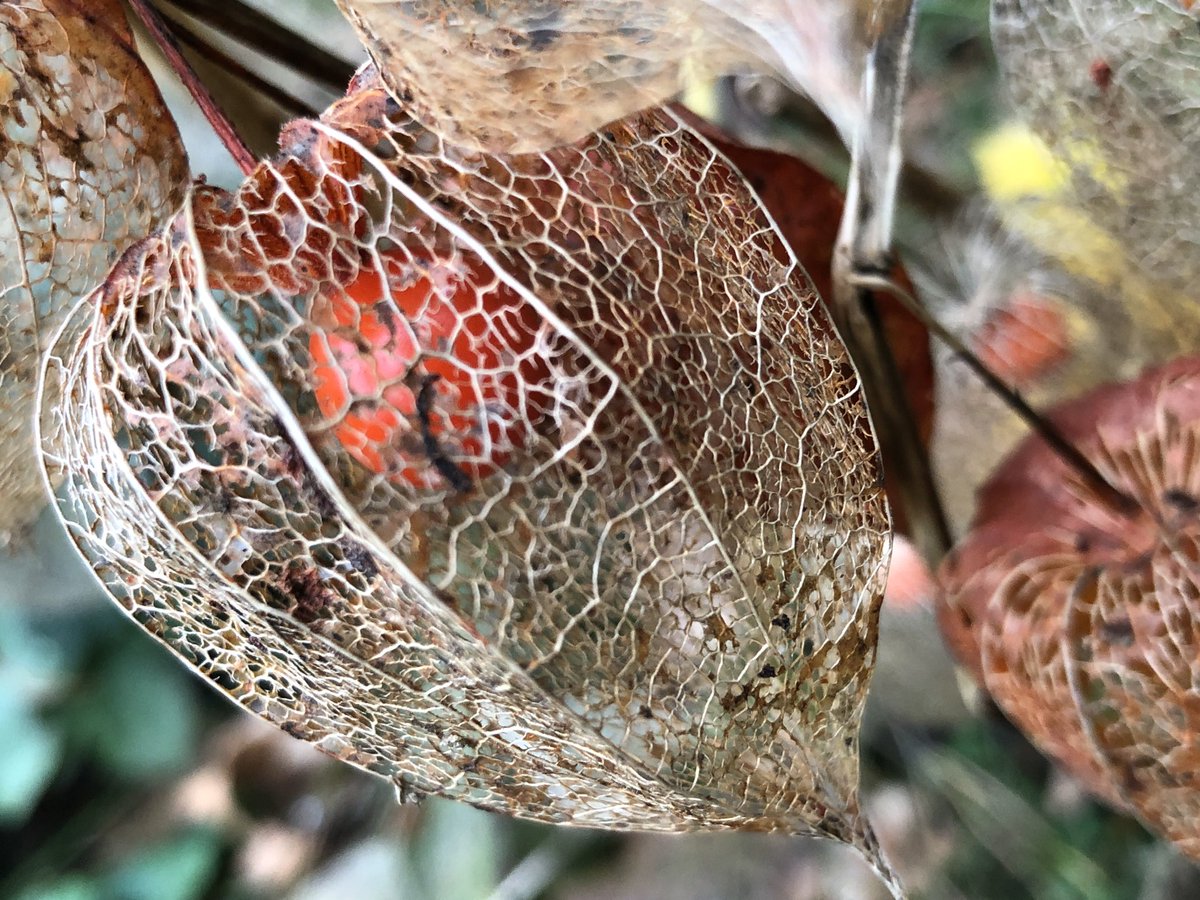 AndrzejDabrowka's tweet photo. Wysypują się jagody z potrąconych koszyczków. #miechunka #physalis https://t.co/qvjT0lIiEa