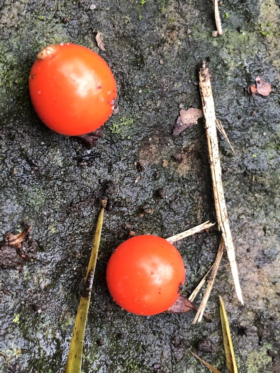 AndrzejDabrowka's tweet photo. Wysypują się jagody z potrąconych koszyczków. #miechunka #physalis https://t.co/qvjT0lIiEa