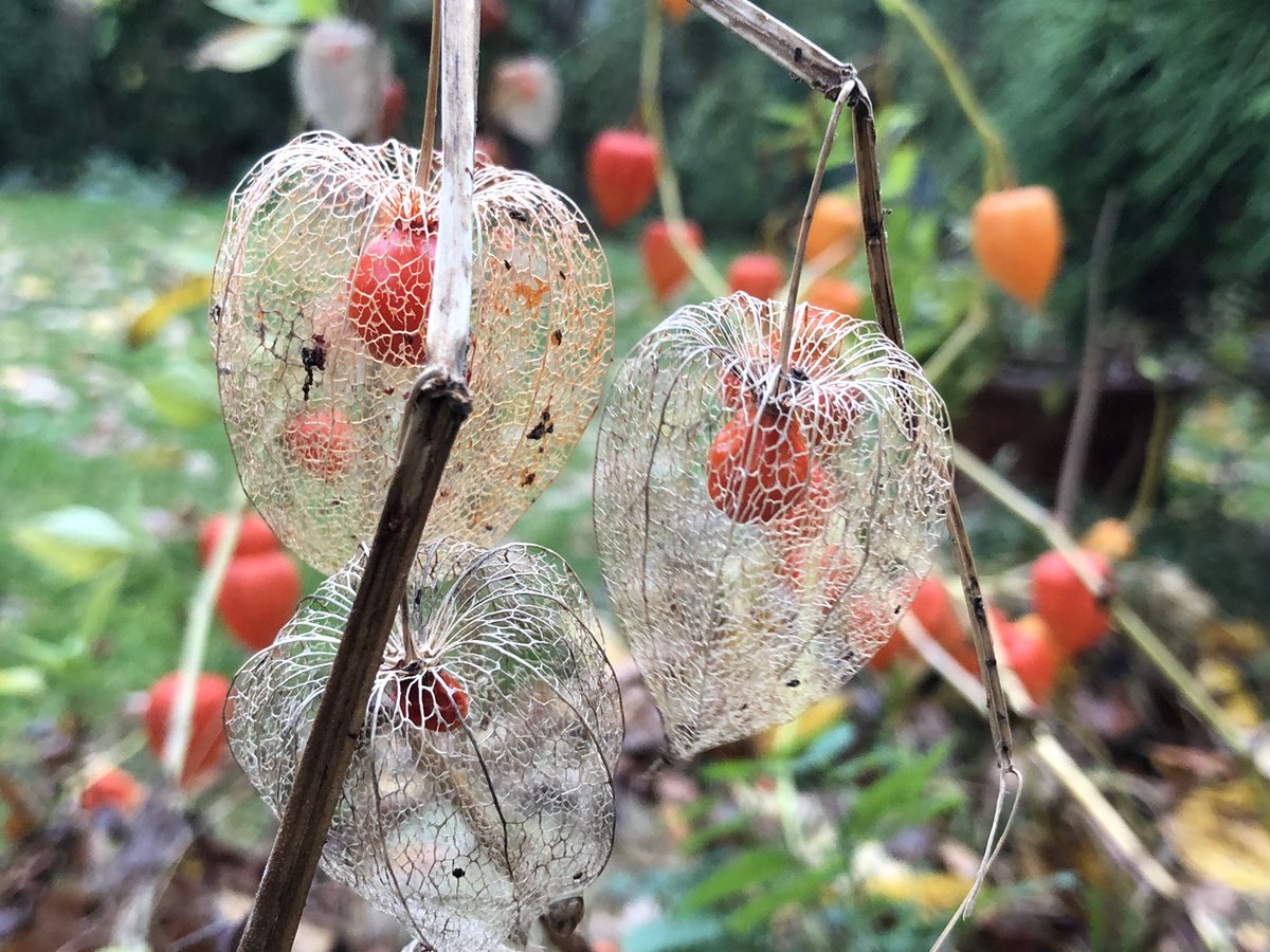 AndrzejDabrowka's tweet photo. Wysypują się jagody z potrąconych koszyczków. #miechunka #physalis https://t.co/qvjT0lIiEa