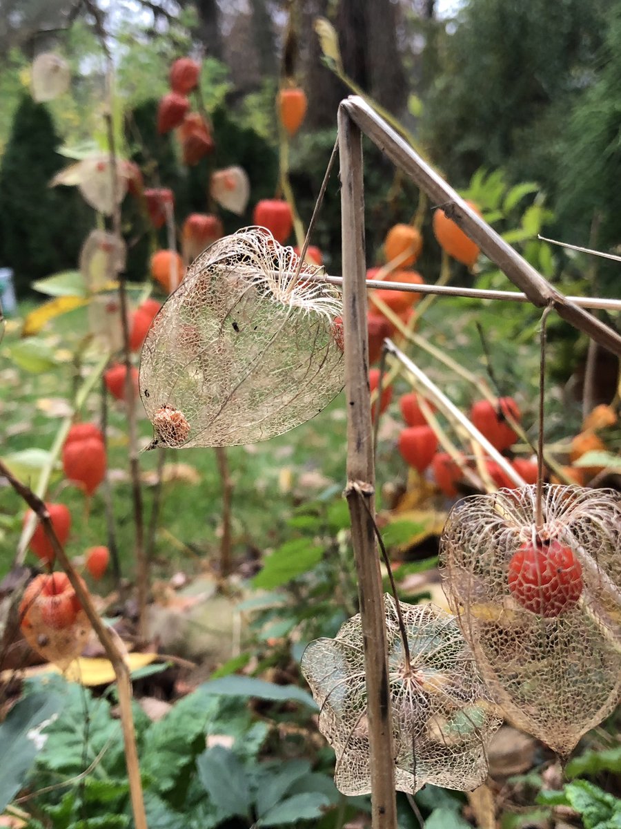 AndrzejDabrowka's tweet photo. Wysypują się jagody z potrąconych koszyczków. #miechunka #physalis https://t.co/qvjT0lIiEa