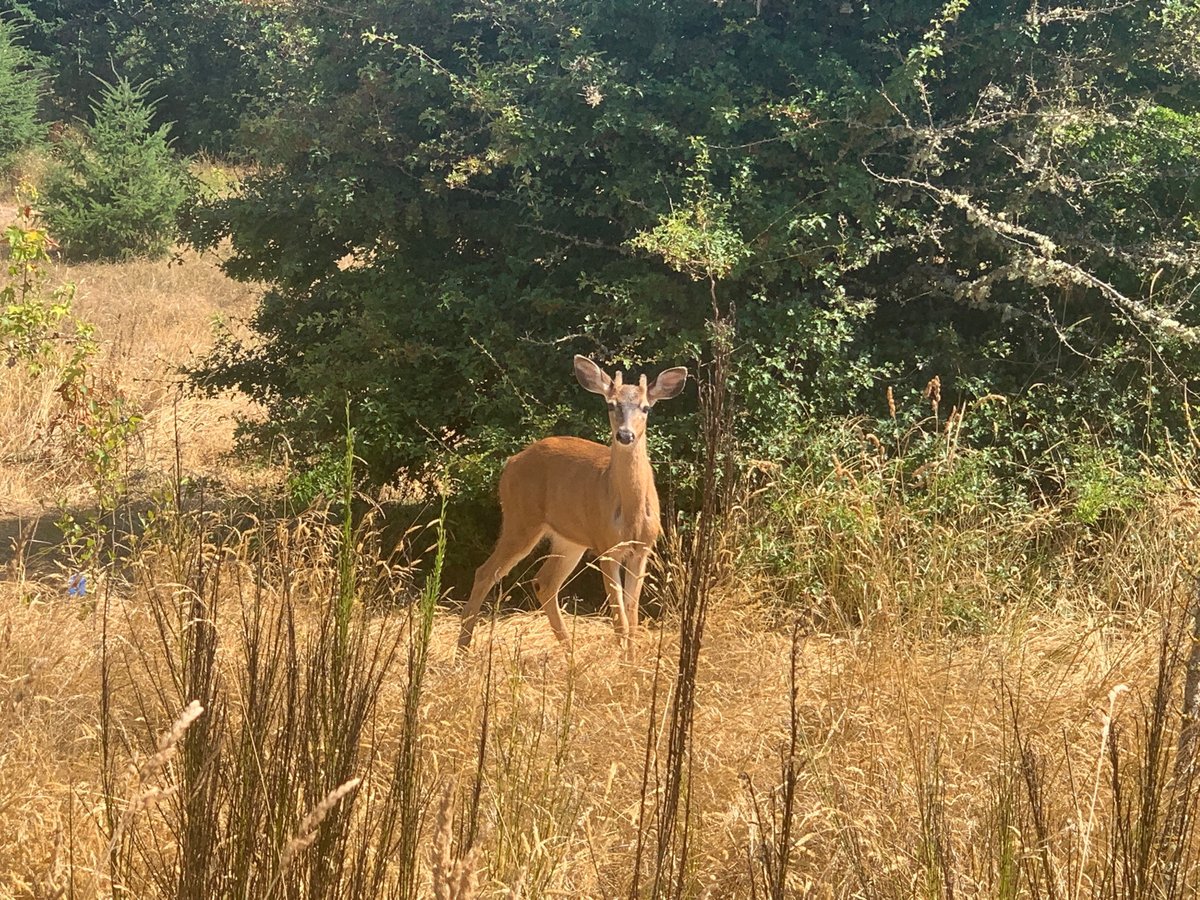 FoDiscoveryPark's tweet photo. Discovery Park is an urban forest stuck right in the middle of Seattle, but it's also home to an incredible array of wildlife.
..
..
..
#deer #discoverypark #wildlife #urbanforest https://t.co/UlzwJfS08j