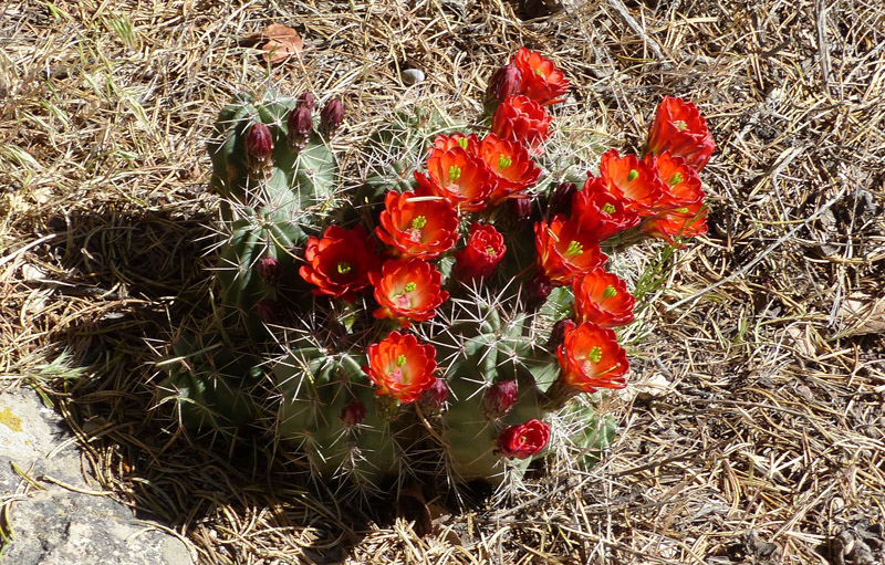 By the time these little guys bloom again, we'll be seeing progress. Maybe before then.4/4