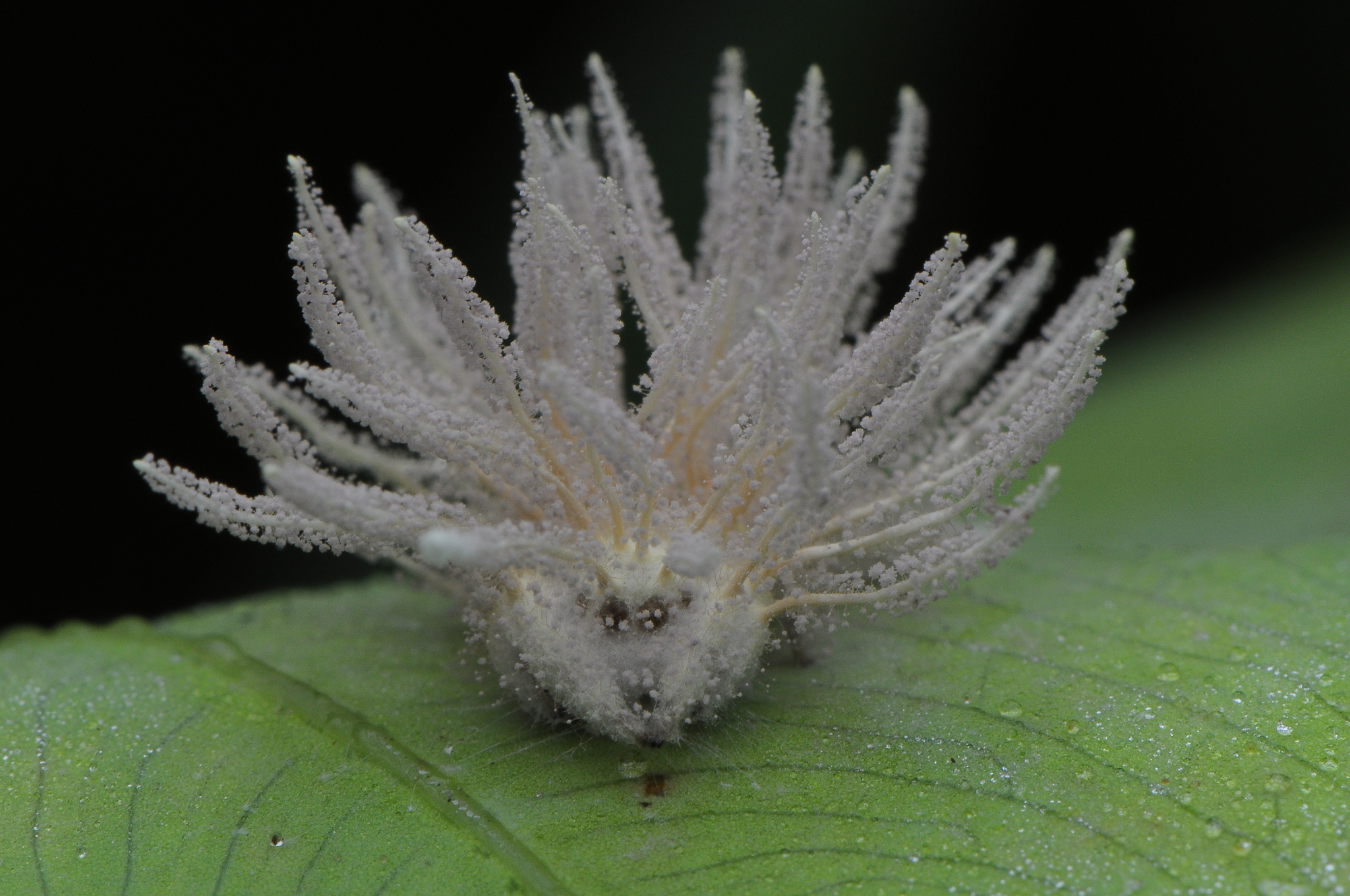 iNaturalist on Twitter: "Our #FungusFriday Observation of the Day is this Gibellula #fungus, parasitizing what looks to be a jumping #spider! Seen in #Malaysia by siburanlai. More details at: https://t.co/kdvoiQzDhE #mycology #nature #