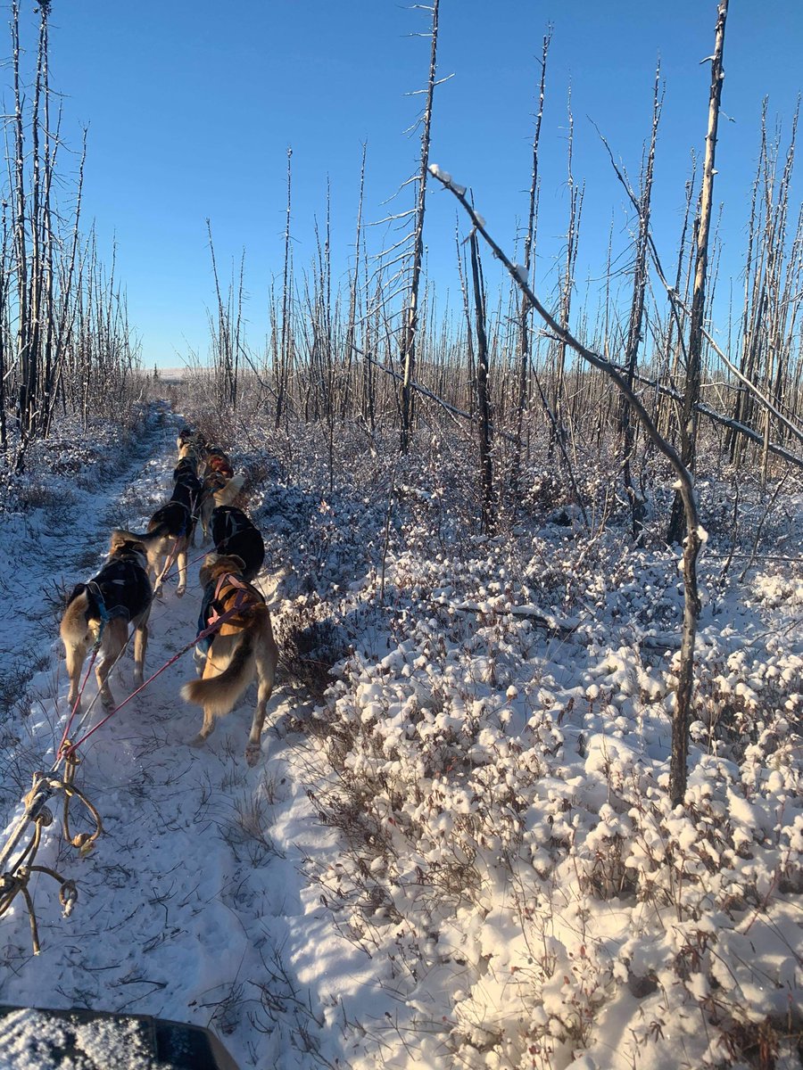 rileydyche's tweet photo. It’s been said before, but worth saying again..
There’s nothing better than 14 dog butts going happy down a trail. https://t.co/dPwQeITxsl