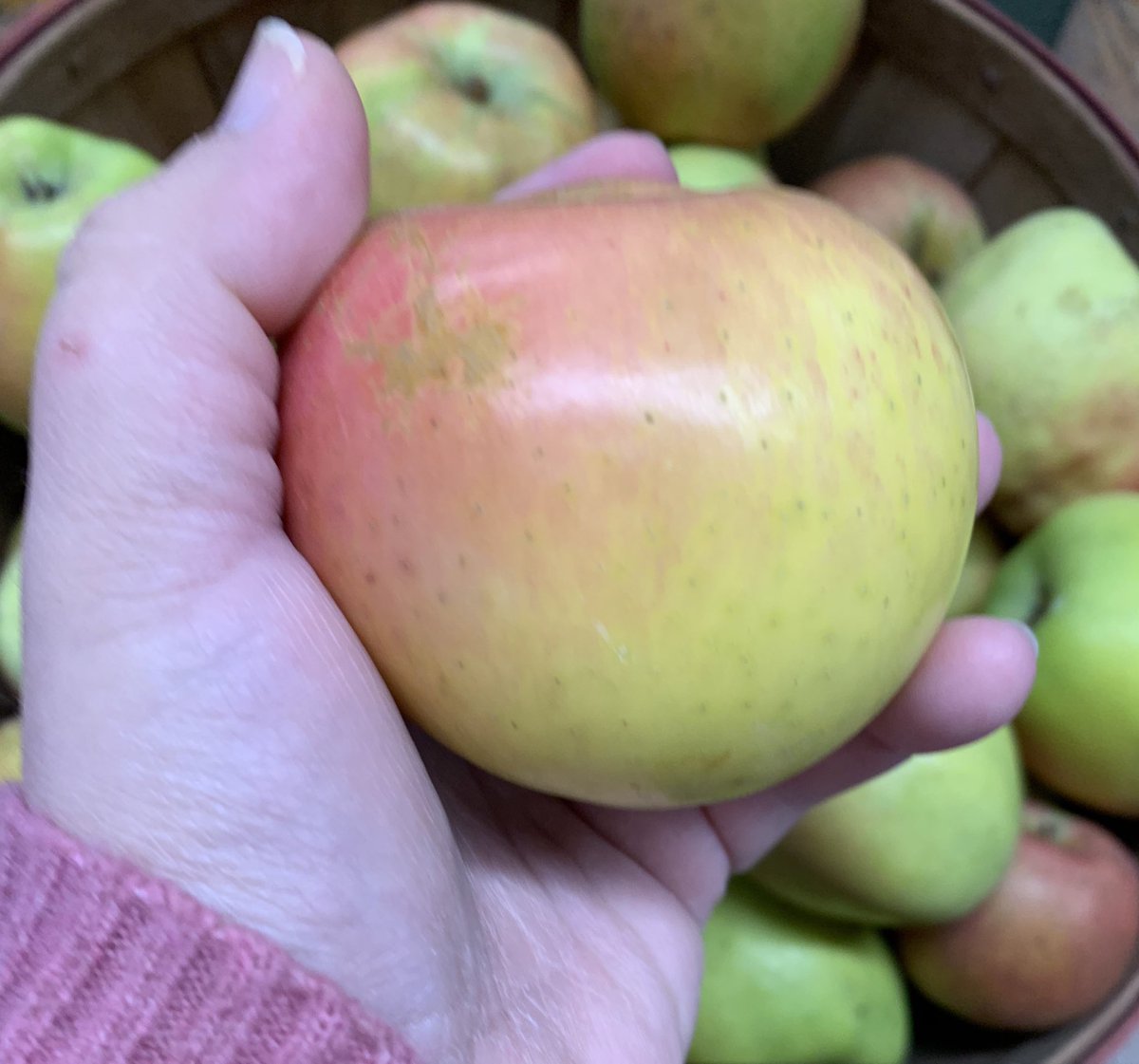 Newtown Pippin, pre-1750, Long Island NY. This one was a fave of George Washington and Ben Franklin; the oldest commercially grown apple in the US; imported to the UK and also highly favored by Queen Victoria! Cool story. Sadly, it’s an uggo, with tough BITTER AF skin  3/10