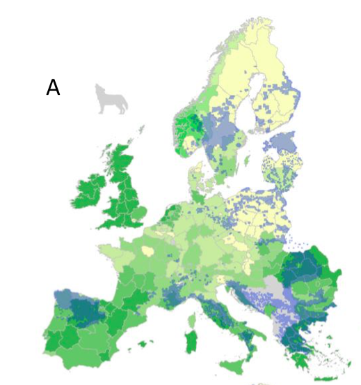 And here's that same Euro map of sheep densities with wolf presence (blue dots) superimposed. Wolves and sheep CAN coexist, especially where shepherds guard their livestock and conflict is correspondingly reduced. Would you pay more for wolf-friendly Scottish lamb?