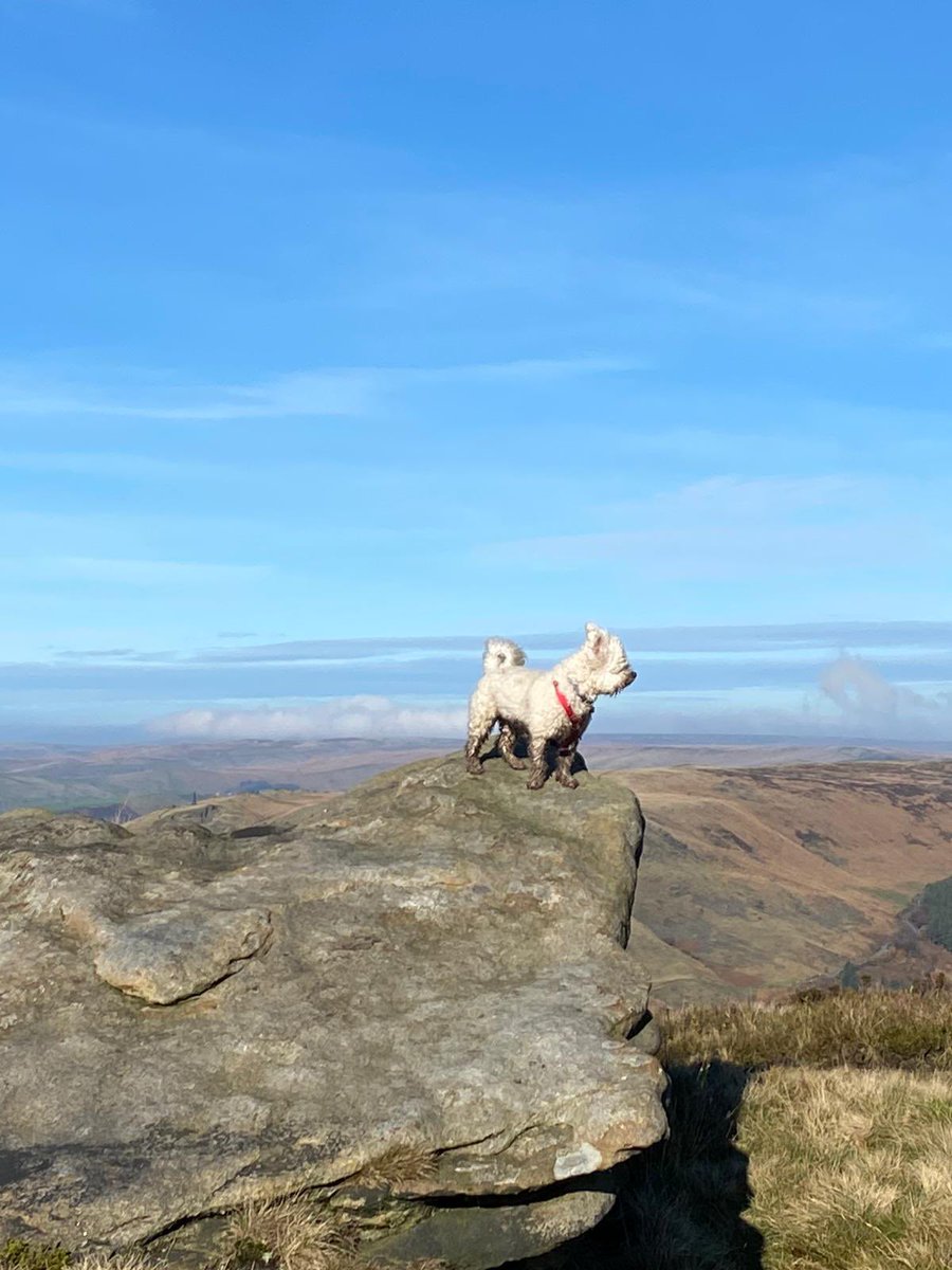 19_locker's tweet photo. At least our pooches love lockdown 🐶🐕🐶🐕
#walkies #hike #saddleworth #wellbeing #fitness #health #exercise https://t.co/97UlM1uk3o
