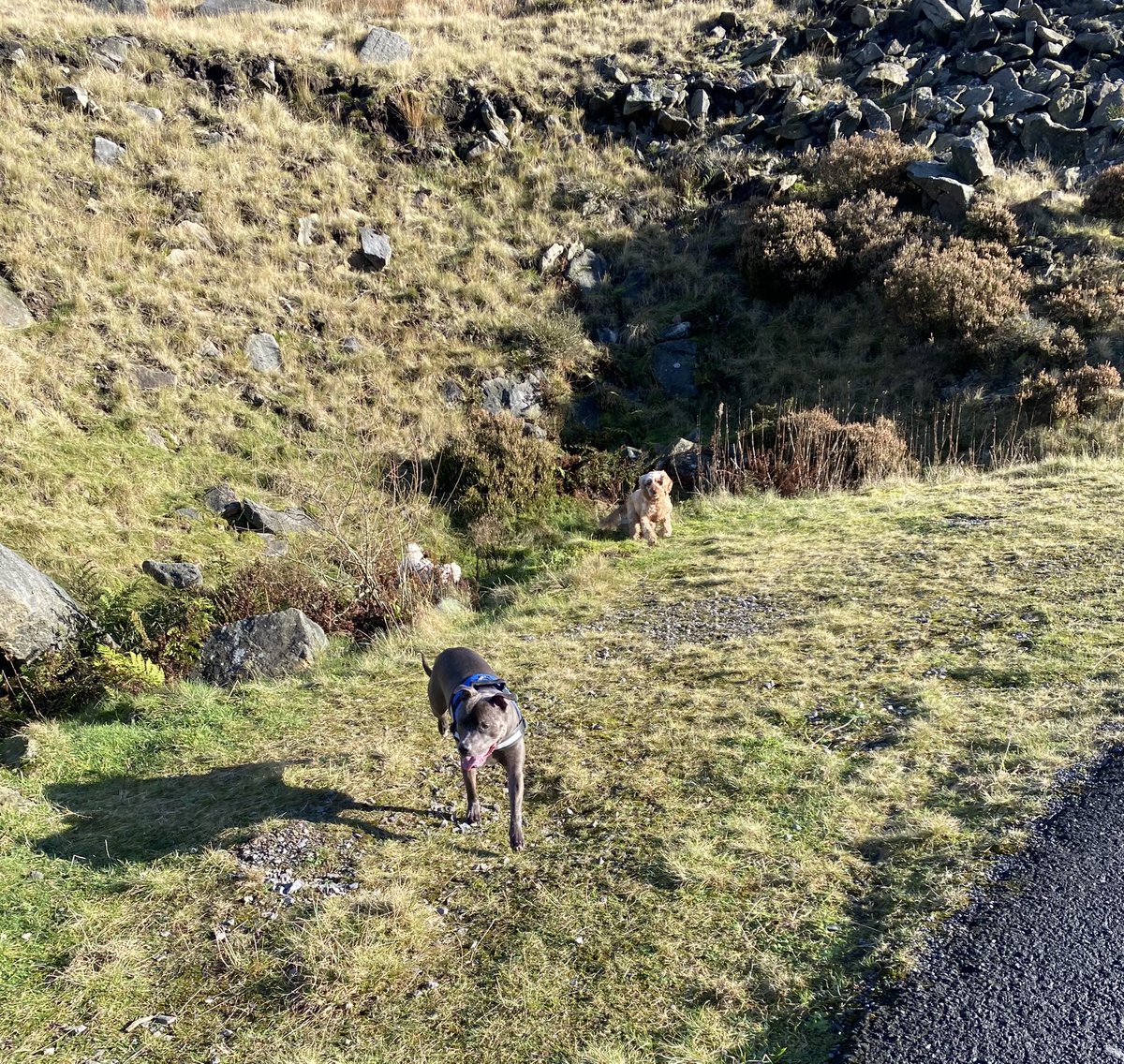 19_locker's tweet photo. At least our pooches love lockdown 🐶🐕🐶🐕
#walkies #hike #saddleworth #wellbeing #fitness #health #exercise https://t.co/97UlM1uk3o