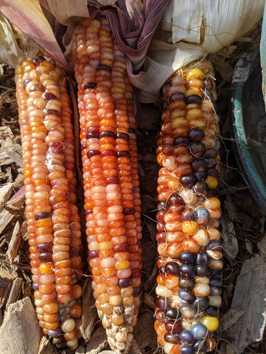 DTES_Landscape tweet media