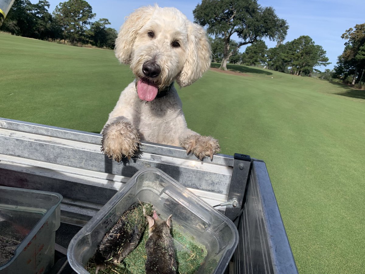 WillLaine's tweet photo. Charlie is on his A game for our last major tournament of the year. Atta Boy! #moleslayer https://t.co/wfwT9oBmdn