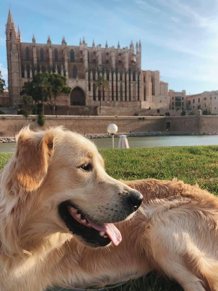 marnieedwardss's tweet photo. **PLEASE HELP**

1 year old golden retriever Frankie has been stolen from our house in Son Ferriol, Mallorca. 

He’s the most gentle, loving dog in the world.

Please share and help us find him. We want him home safe and sound 🤍🤍🤍🤍🤍

Cash reward if found.

+34 602 655 617 https://t.co/POuLYarbw9
