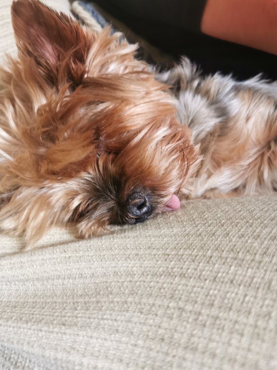 aandreamch's tweet image. Desliza para ver como acaba 🐶🐶