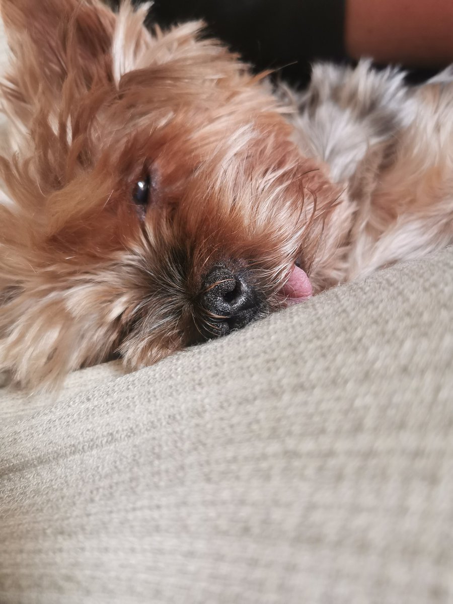 aandreamch's tweet image. Desliza para ver como acaba 🐶🐶