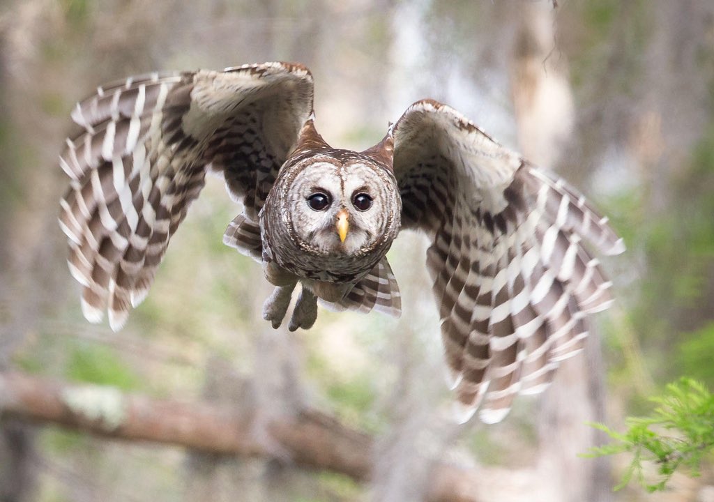 Barred owls